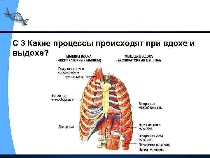 С 3 Какие процессы происходят при вдохе и выдохе? 