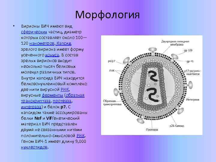 Рисунки различных форм вирионов