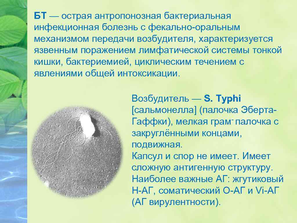 БТ — острая антропонозная бактериальная инфекционная болезнь с фекально-оральным механизмом передачи возбудителя, характеризуется язвенным