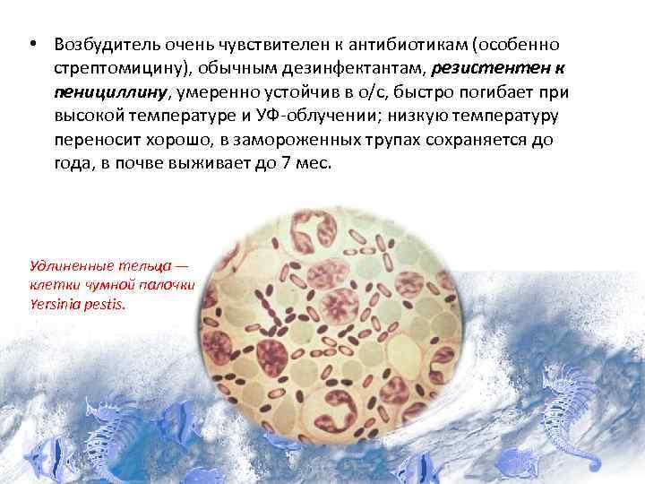  • Возбудитель очень чувствителен к антибиотикам (особенно стрептомицину), обычным дезинфектантам, резистентен к пенициллину,