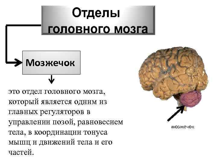 Отделы головного мозга мозжечок.