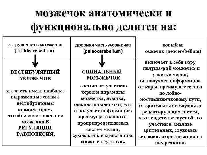 мозжечок анатомически и функционально делится на: старую часть мозжечка (archicerebellum) ВЕСТИБУЛЯРНЫЙ МОЗЖЕЧОК эта часть