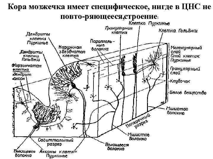 Мозжечок волокна. Строение коры мозжечка гистология. Схема клеточного состава коры мозжечка. Схема строения коры мозжечка. Схема нейронный состав коры мозжечка.