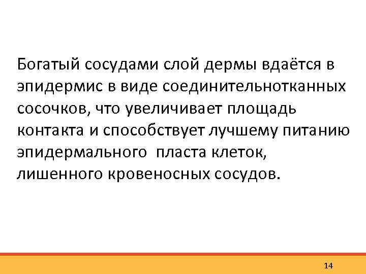 Богатый сосудами слой дермы вдаётся в эпидермис в виде соединительнотканных сосочков, что увеличивает площадь