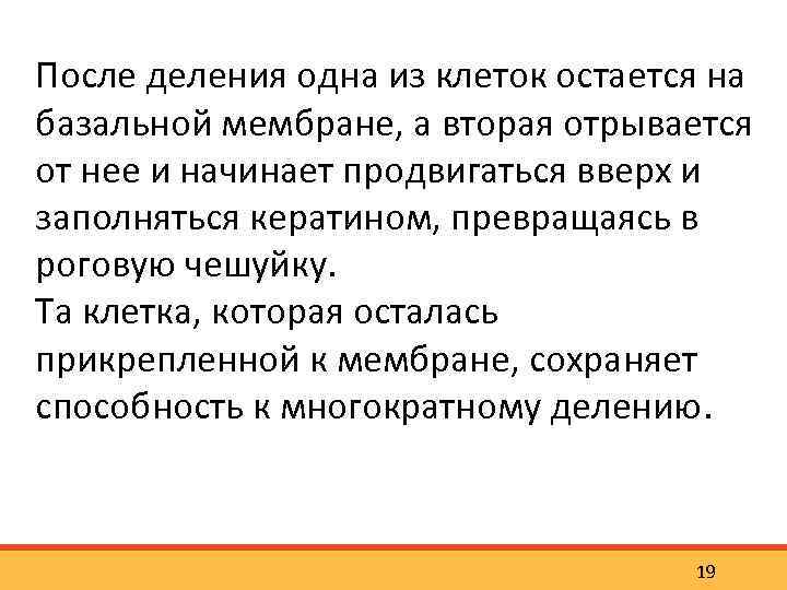 После деления одна из клеток остается на базальной мембране, а вторая отрывается от нее