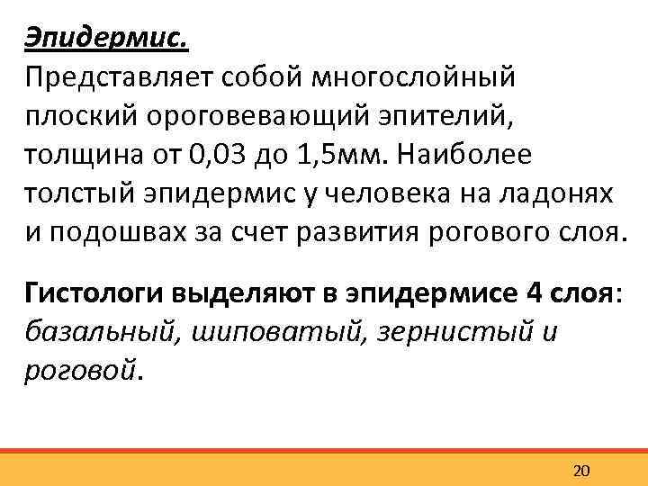 Эпидермис. Представляет собой многослойный плоский ороговевающий эпителий, толщина от 0, 03 до 1, 5