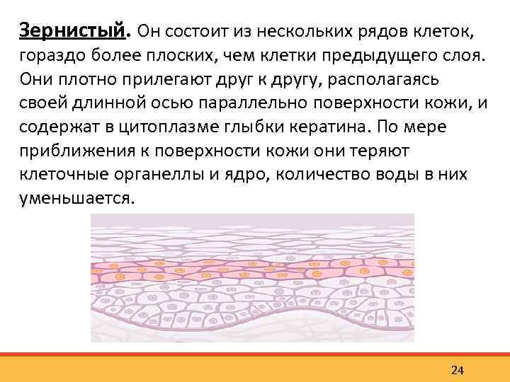 Зернистый. Он состоит из нескольких рядов клеток, гораздо более плоских, чем клетки предыдущего слоя.