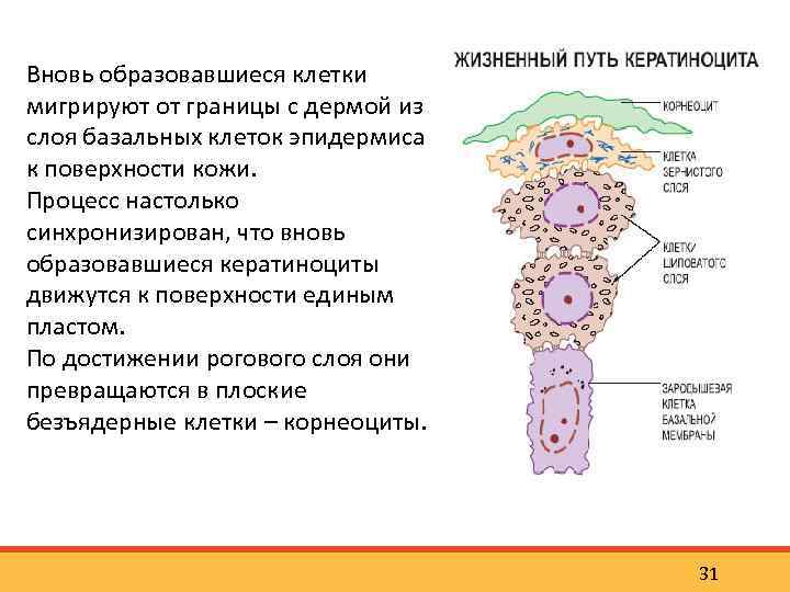 Вновь образовавшиеся клетки мигрируют от границы с дермой из слоя базальных клеток эпидермиса к