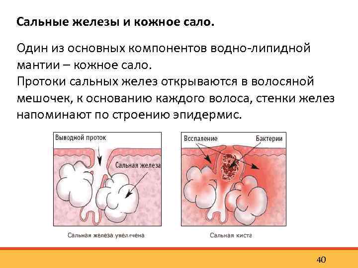 Сальные железы и кожное сало. Один из основных компонентов водно липидной мантии – кожное