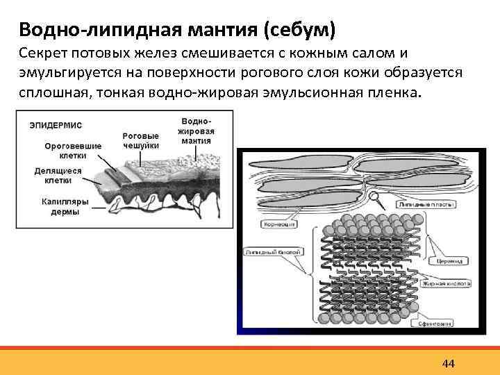 Водно-липидная мантия (себум) Секрет потовых желез смешивается с кожным салом и эмульгируется на поверхности