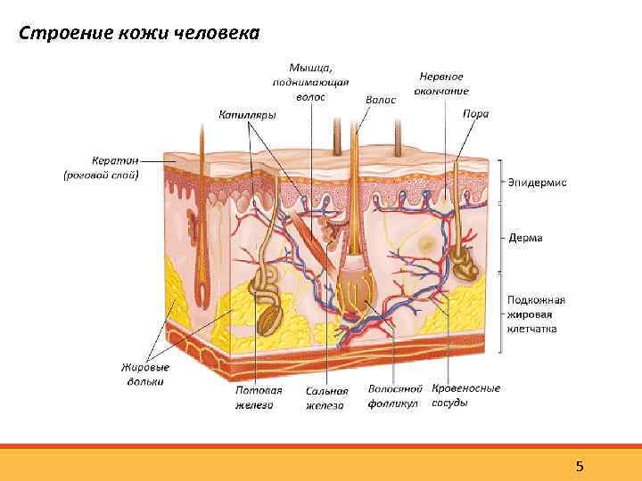 Строение кожи человека 5 