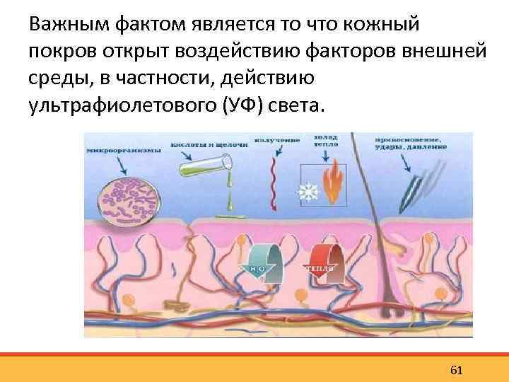 Важным фактом является то что кожный покров открыт воздействию факторов внешней среды, в частности,