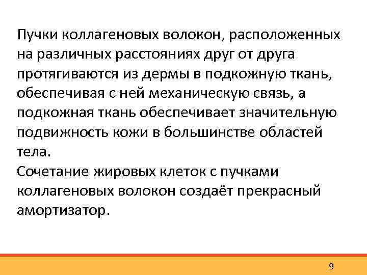 Пучки коллагеновых волокон, расположенных на различных расстояниях друг от друга протягиваются из дермы в