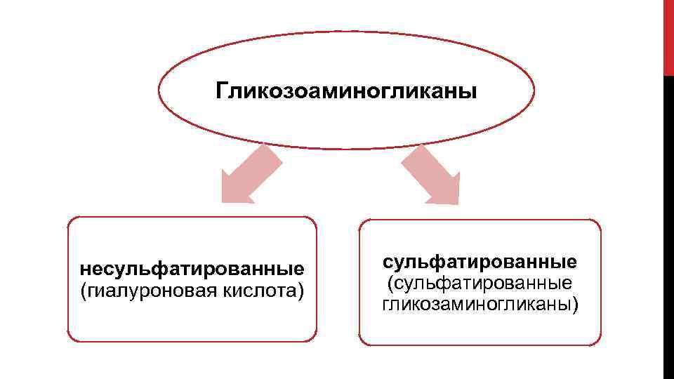 Гликозоаминогликаны несульфатированные (гиалуроновая кислота) сульфатированные (сульфатированные гликозаминогликаны) 