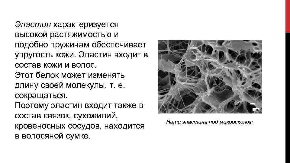 Эластин характеризуется высокой растяжимостью и подобно пружинам обеспечивает упругость кожи. Эластин входит в состав
