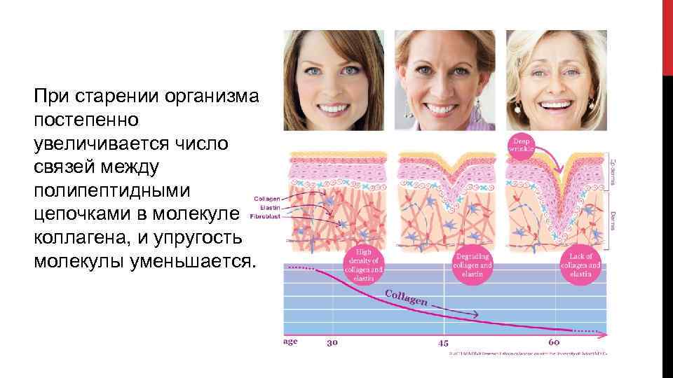 При старении организма постепенно увеличивается число связей между полипептидными цепочками в молекуле коллагена, и