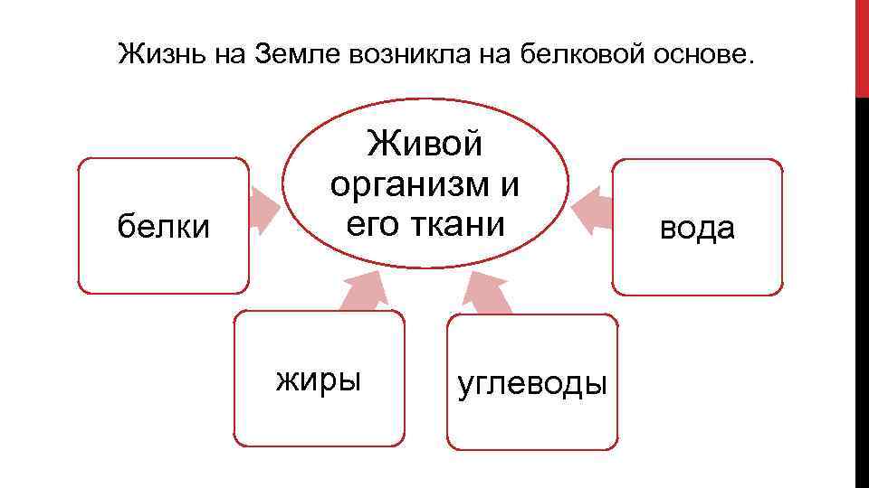Жизнь на Земле возникла на белковой основе. белки Живой организм и его ткани жиры