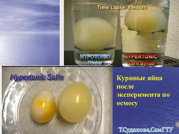 Куриные яйца после эксперимента по осмосу 