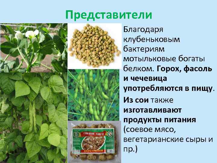 Представители Благодаря клубеньковым бактериям мотыльковые богаты белком. Горох, фасоль и чечевица употребляются в пищу.