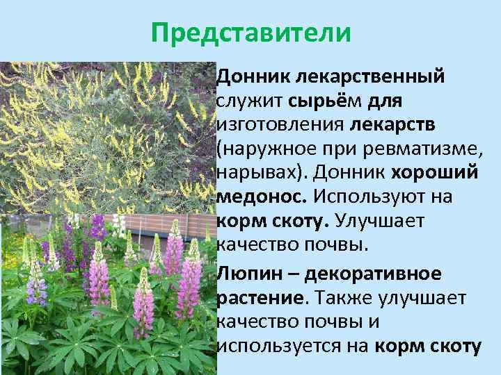 Цветы люпины ядовитые или нет для человека