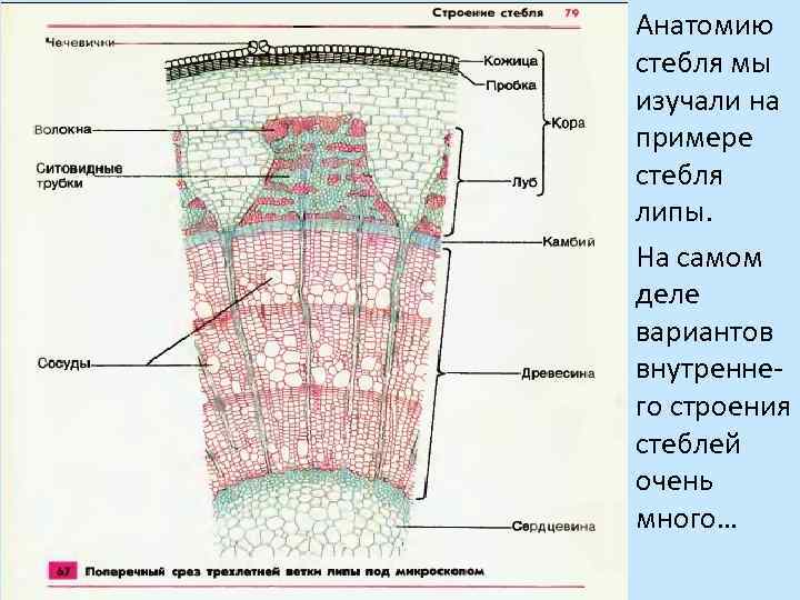 Анатомию стебля мы изучали на примере стебля липы. На самом деле вариантов внутреннего строения