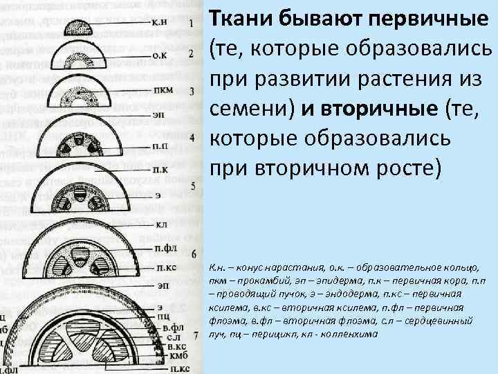 Ткани бывают первичные (те, которые образовались при развитии растения из семени) и вторичные (те,