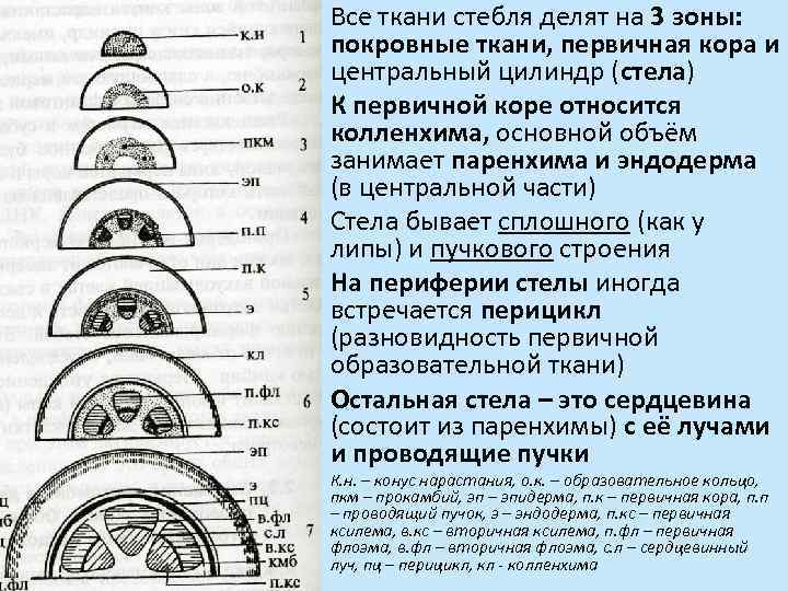 Все ткани стебля делят на 3 зоны: покровные ткани, первичная кора и центральный цилиндр