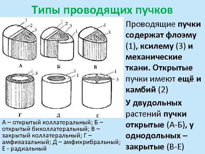 Типы проводящих пучков А – открытый коллатеральный; Б – открытый биколлатеральный; В – закрытый