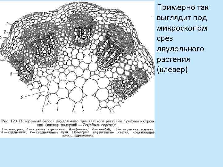 Примерно так выглядит под микроскопом срез двудольного растения (клевер) 