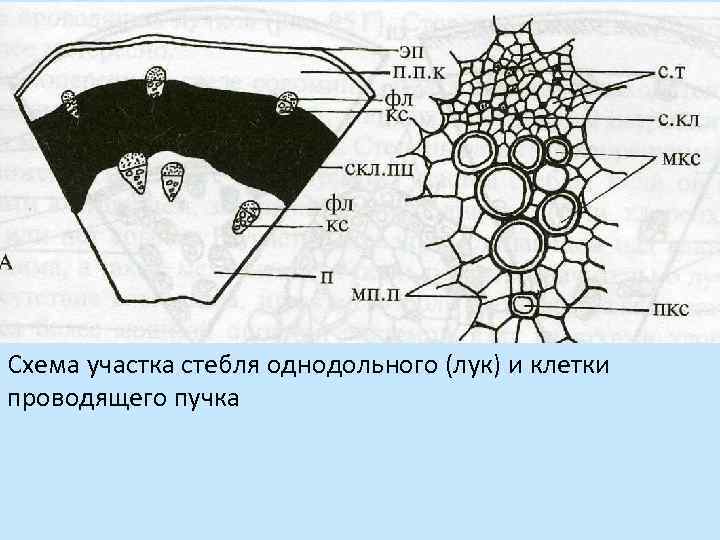 Схема участка стебля однодольного (лук) и клетки проводящего пучка 