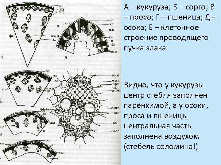 А – кукуруза; Б – сорго; В – просо; Г – пшеница; Д –