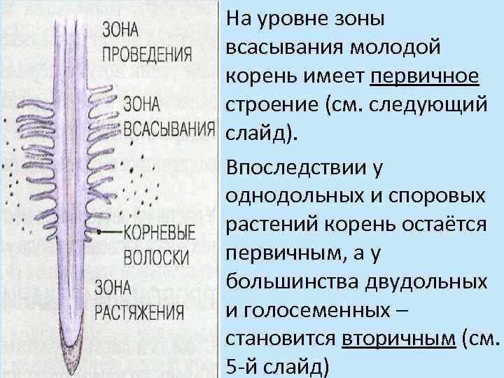 Рассмотрите внутреннее строение корня какой цифрой на рисунке обозначена структура по которой прои