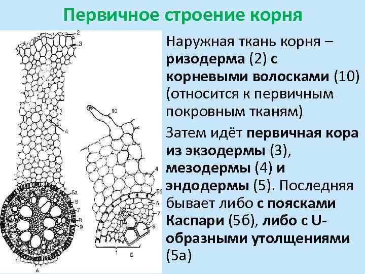 Первичная ткань. Эпиблема и первичная кора. Ризодерма корня. Анатомическое строение корня первичного строения. Строение первичной коры корня.