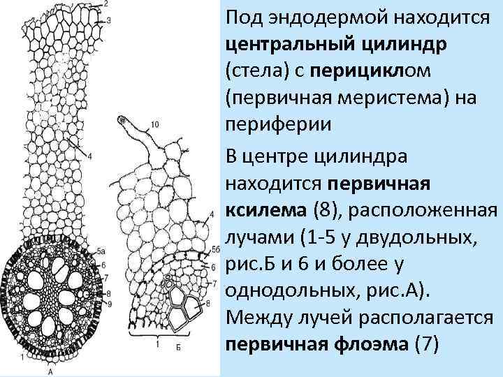 Рассмотрите внутреннее строение корня какой цифрой на рисунке обозначена структура по которой