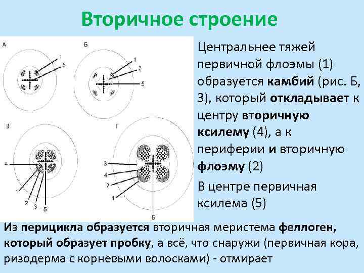 Изображать строение