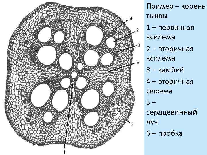 Наталья рассмотрела строение молодого корня фасоли под микроскопом и сделала рисунок 2