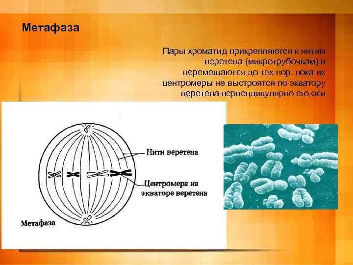 Метафаза Пары хроматид прикрепляются к нитям веретена (микротрубочкам) и перемещаются до тех пор, пока