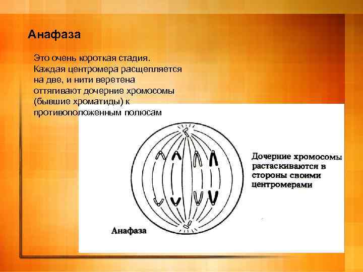 Анафаза Это очень короткая стадия. Каждая центромера расщепляется на две, и нити веретена оттягивают