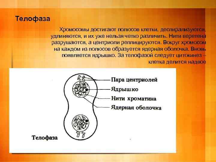 Телофаза Хромосомы достигают полюсов клетки, деспирализуются, удлиняются, и их уже нельзя четко различить. Нити