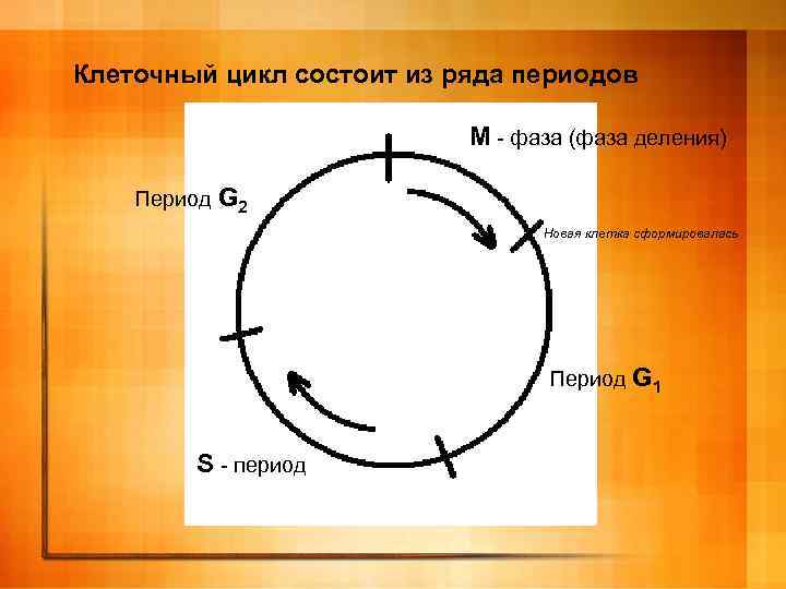 Клеточный цикл состоит из ряда периодов М - фаза (фаза деления) Период G 2