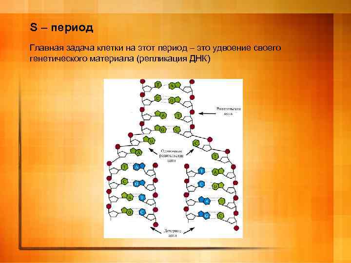 S – период Главная задача клетки на этот период – это удвоение своего генетического