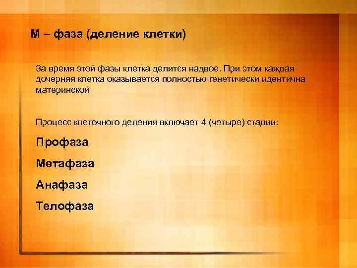 М – фаза (деление клетки) За время этой фазы клетка делится надвое. При этом