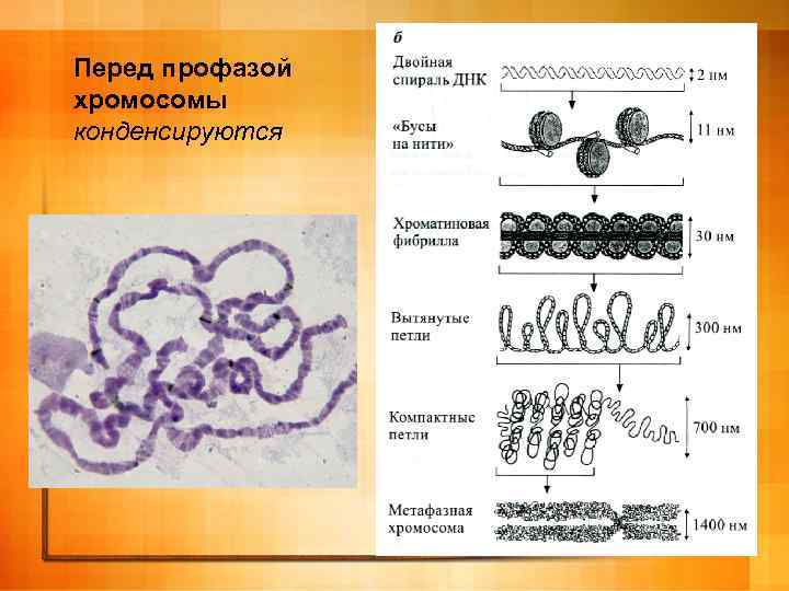 Перед профазой хромосомы конденсируются 