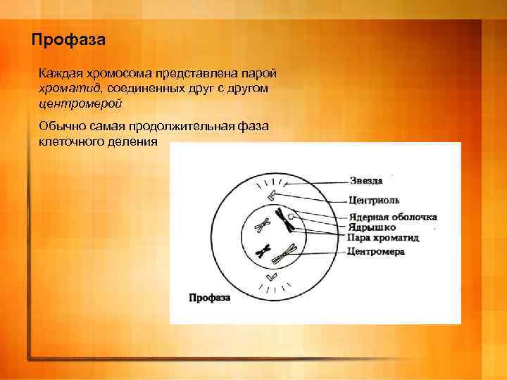 Профаза Каждая хромосома представлена парой хроматид, соединенных друг с другом центромерой Обычно самая продолжительная