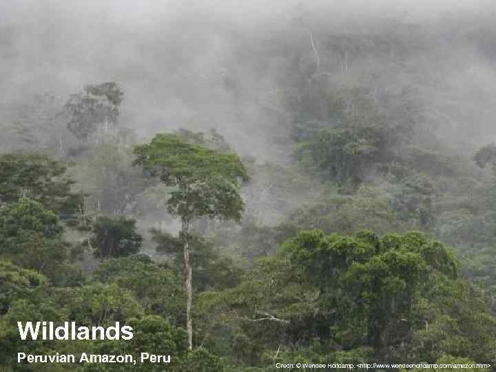 Wildlands Peruvian Amazon, Peru Credit: © Wendee Holtcamp. <http: //www. wendeeholtcamp. com/amazon. htm> 