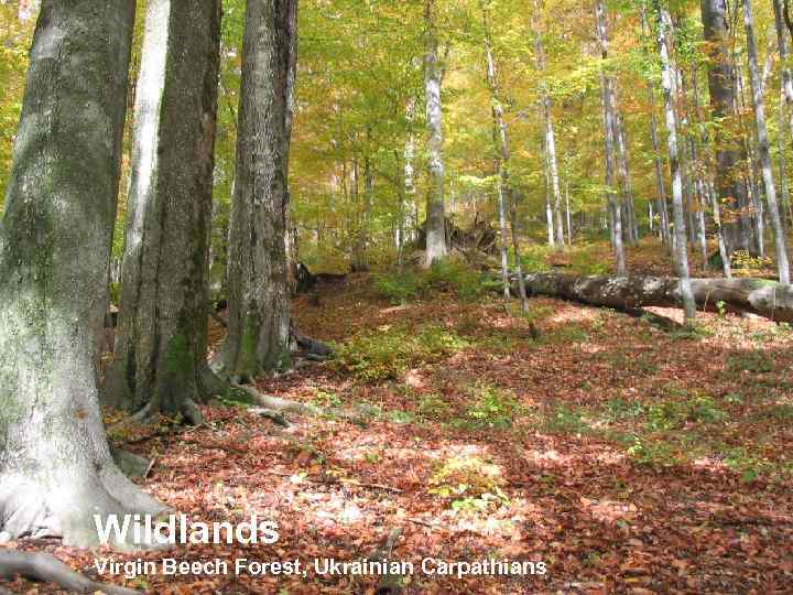 Wildlands Virgin Beech Forest, Ukrainian Carpathians 