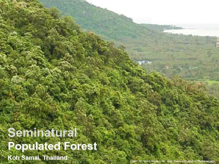 Seminatural Populated Forest Koh Samai, Thailand Credit: © Yenit Company Ltd. <http: //www. kohsamui.