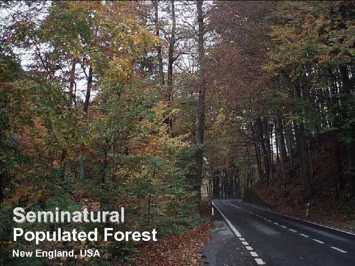 Seminatural Populated Forest New England, USA 