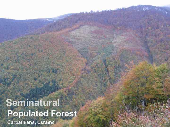 Seminatural Populated Forest Carpathians, Ukraine 