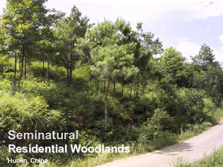 Seminatural Residential Woodlands Hunan, China 